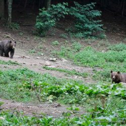 Oso pardo ( brown bear, Ursus arctos)