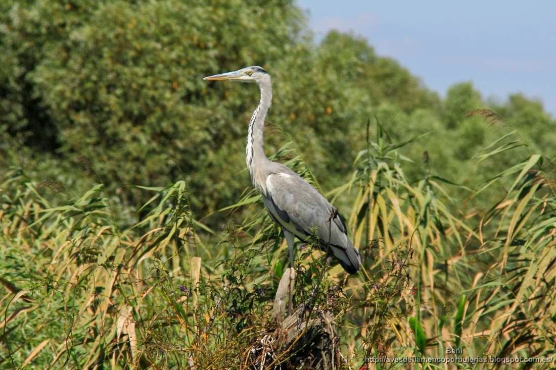 Garza real, grey heron, Ardea cinerea