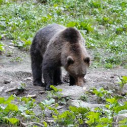 Oso pardo ( brown bear, Ursus arctos)
