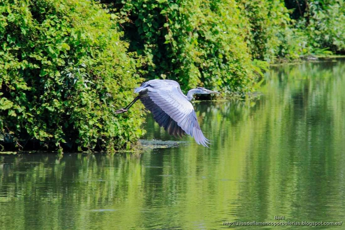 Garza real, grey heron, Ardea cinerea