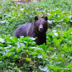 Oso pardo ( brown bear, Ursus arctos)