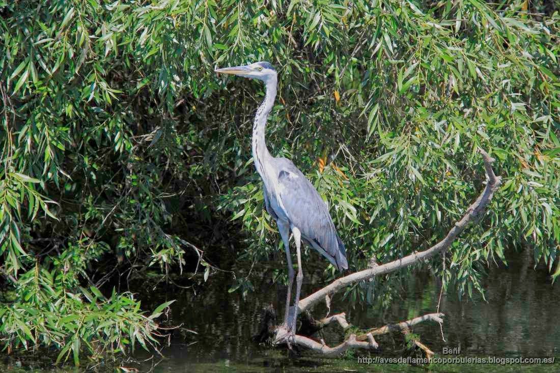 Garza real, grey heron, Ardea cinerea