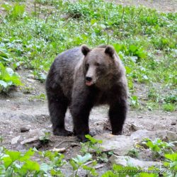 Oso pardo ( brown bear, Ursus arctos)