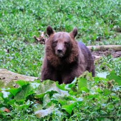 Oso pardo ( brown bear, Ursus arctos)
