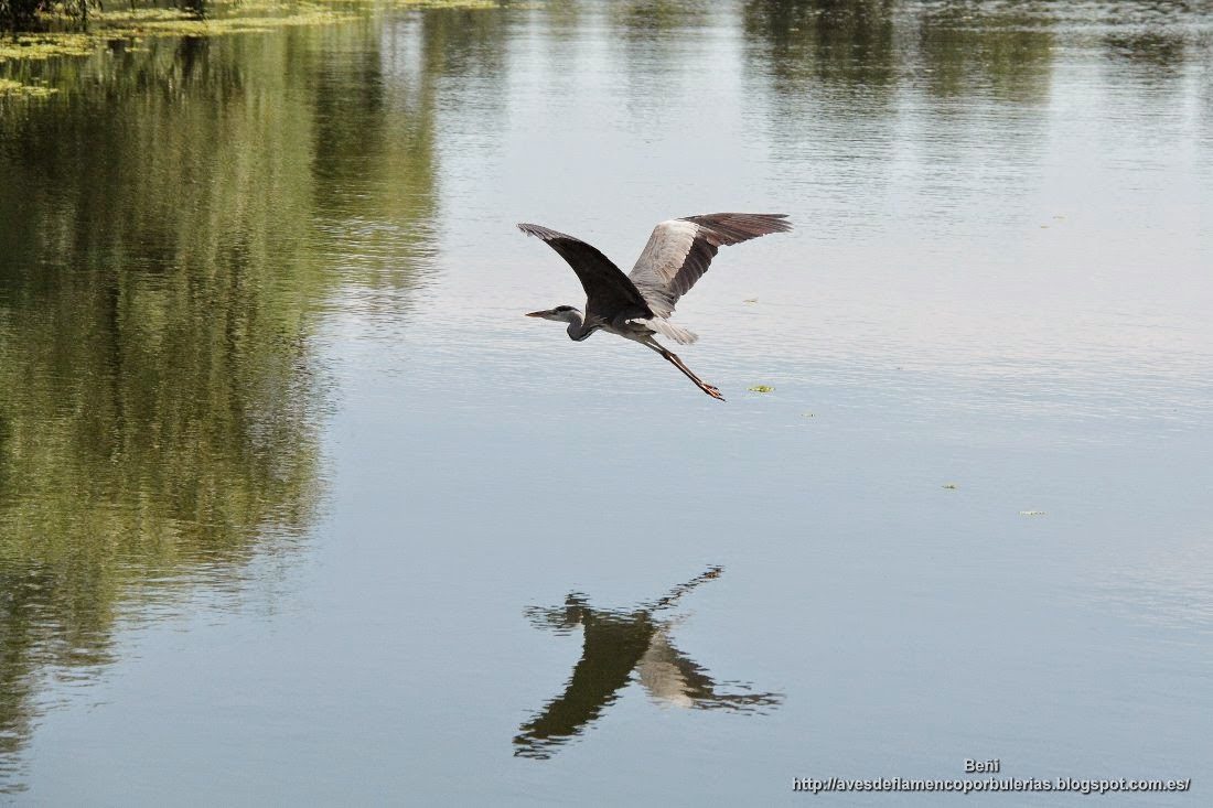 Garza real, grey heron, Ardea cinerea