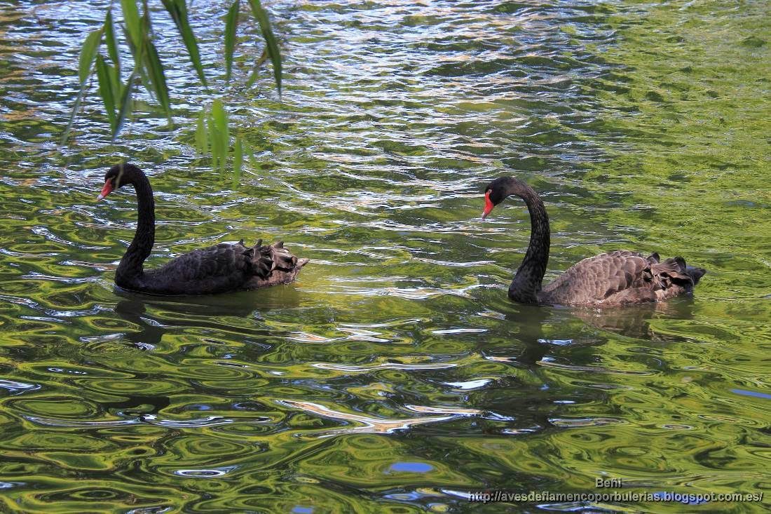 Cisne negro, black swan, Cygnus atratus