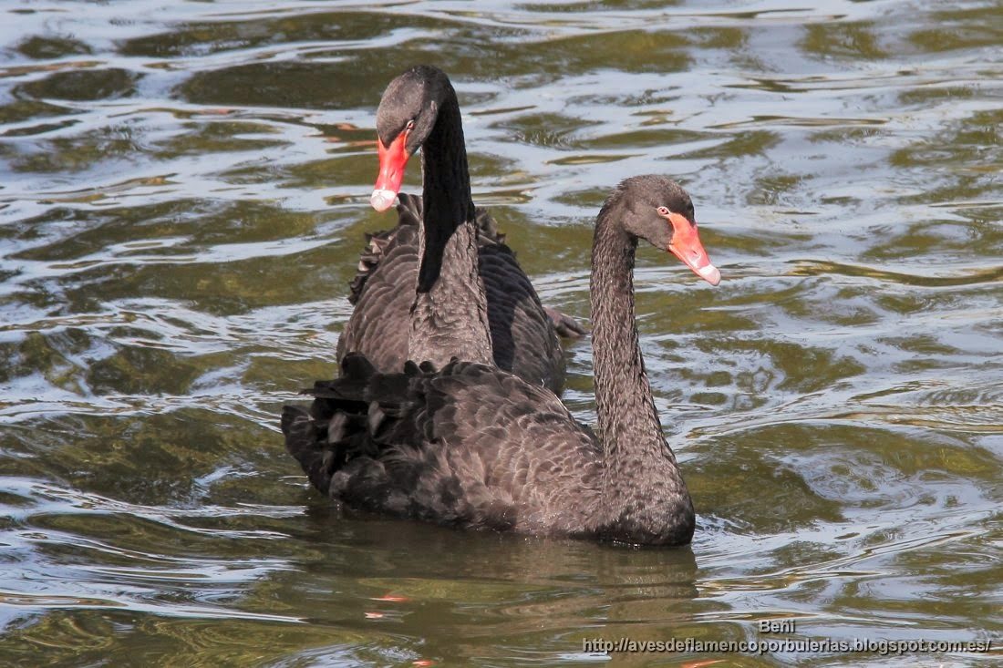 Cisne negro, black swan, Cygnus atratus