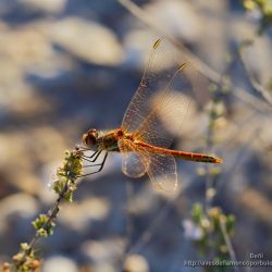 libelula Sympetrum fonscolombii (red-veined darter)