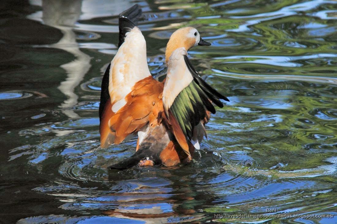 Tarro canelo, ruddy shelduck, Tadorna ferruginea
