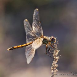 libelula Sympetrum fonscolombii (red-veined darter)