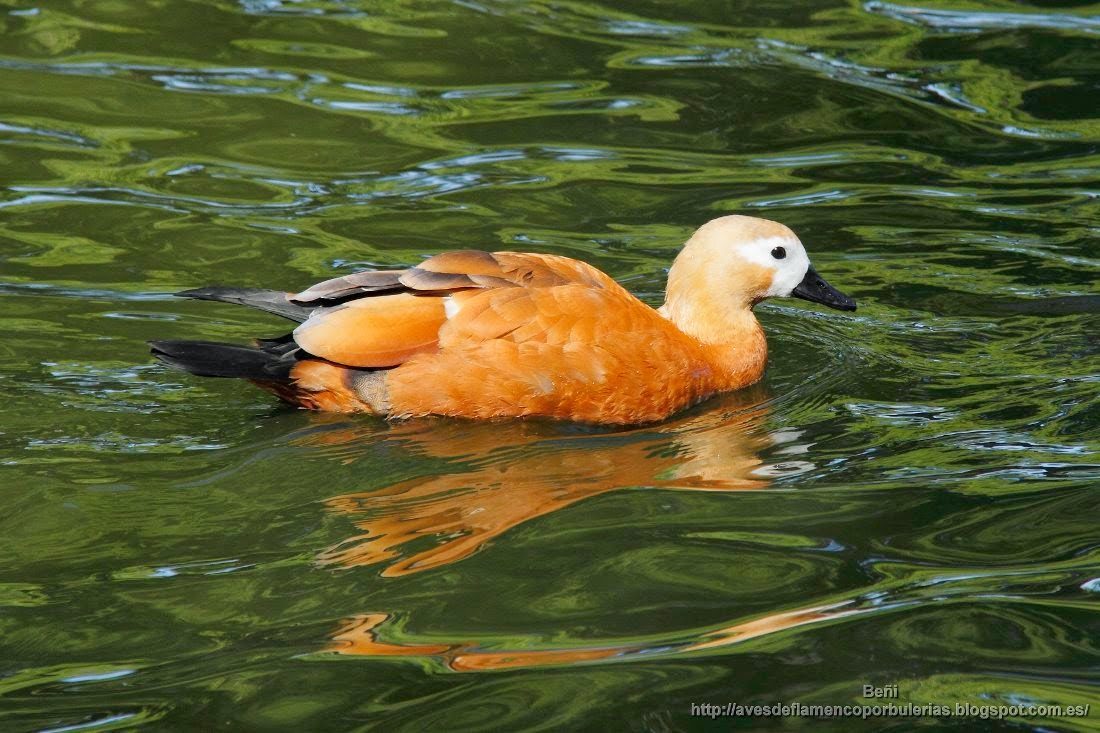 Tarro canelo, ruddy shelduck, Tadorna ferruginea