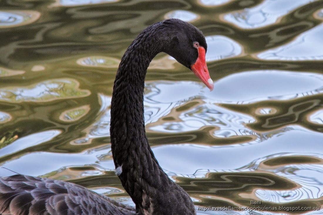Cisne negro, black swan, Cygnus atratus