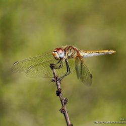 libelula Sympetrum fonscolombii (red-veined darter)