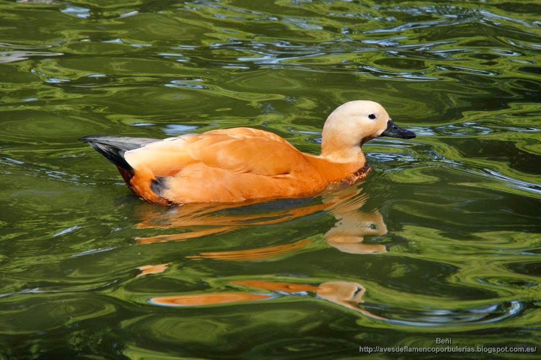 Tarro canelo, ruddy shelduck, Tadorna ferruginea