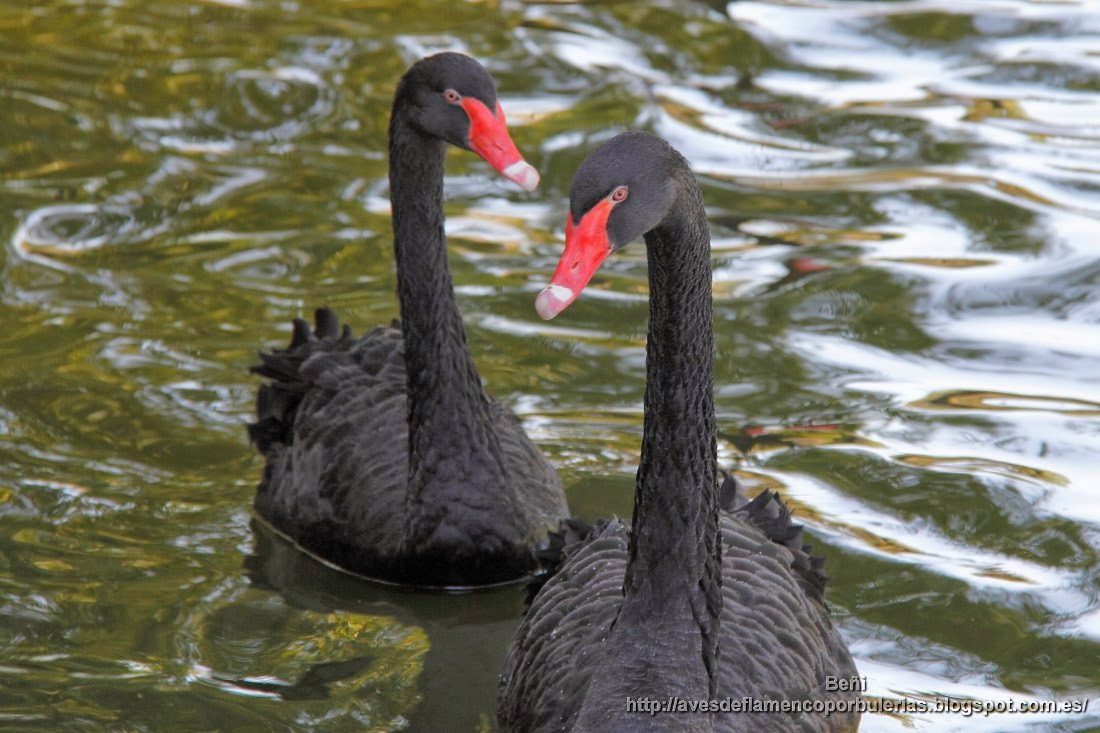 Cisne negro, black swan, Cygnus atratus