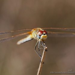 libelula Sympetrum fonscolombii (red-veined darter)