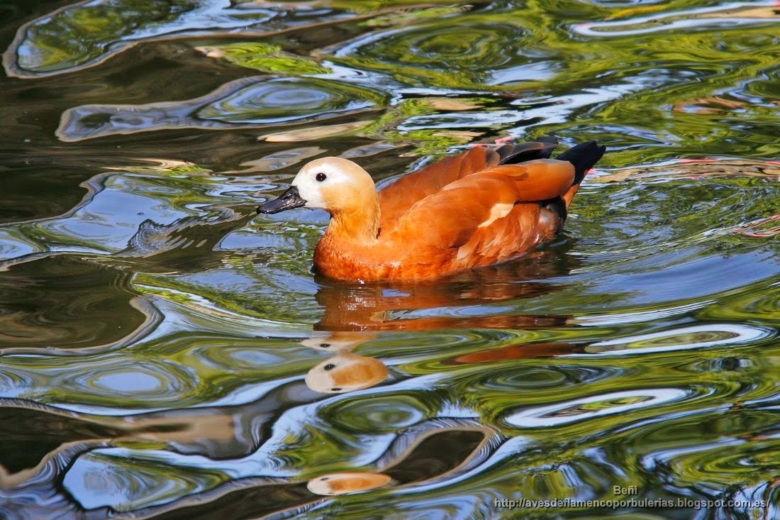 Tarro canelo, ruddy shelduck, Tadorna ferruginea