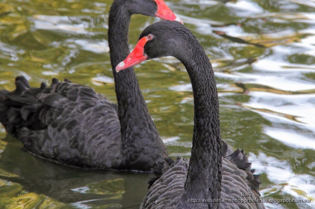 Cisne negro, black swan, Cygnus atratus