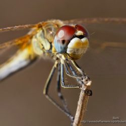 libelula Sympetrum fonscolombii (red-veined darter)