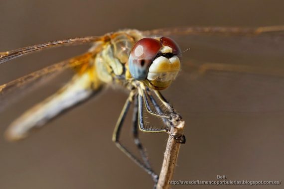 libelula Sympetrum fonscolombii (red-veined darter)