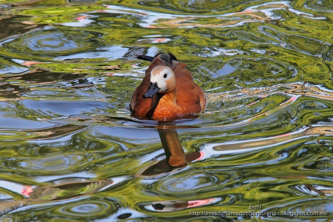 Tarro canelo, ruddy shelduck, Tadorna ferruginea