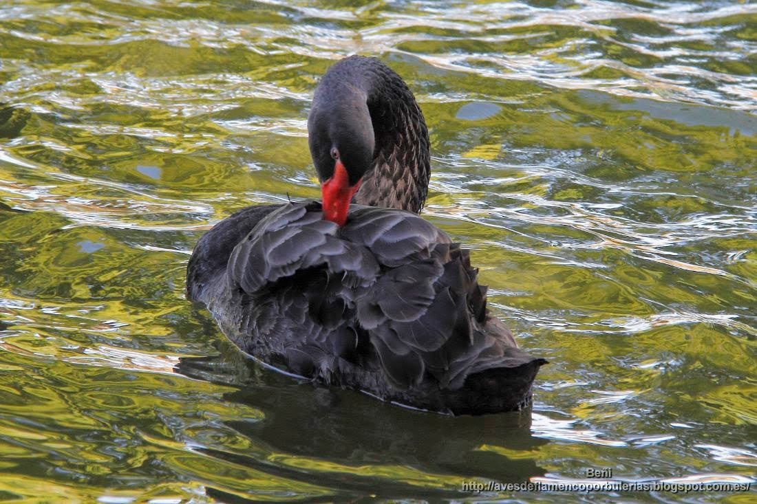 Cisne negro, black swan, Cygnus atratus