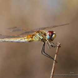 libelula Sympetrum fonscolombii (red-veined darter)