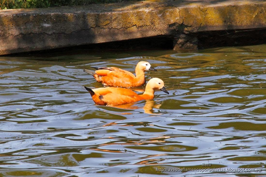 Tarro canelo, ruddy shelduck, Tadorna ferruginea