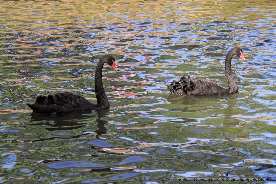Cisne negro, black swan, Cygnus atratus
