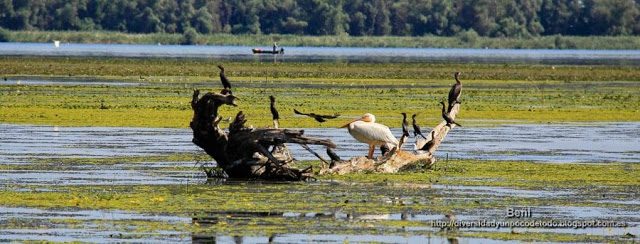 cormoran pigmeo, pelicano comun y cormoran grande en el delta del danubio