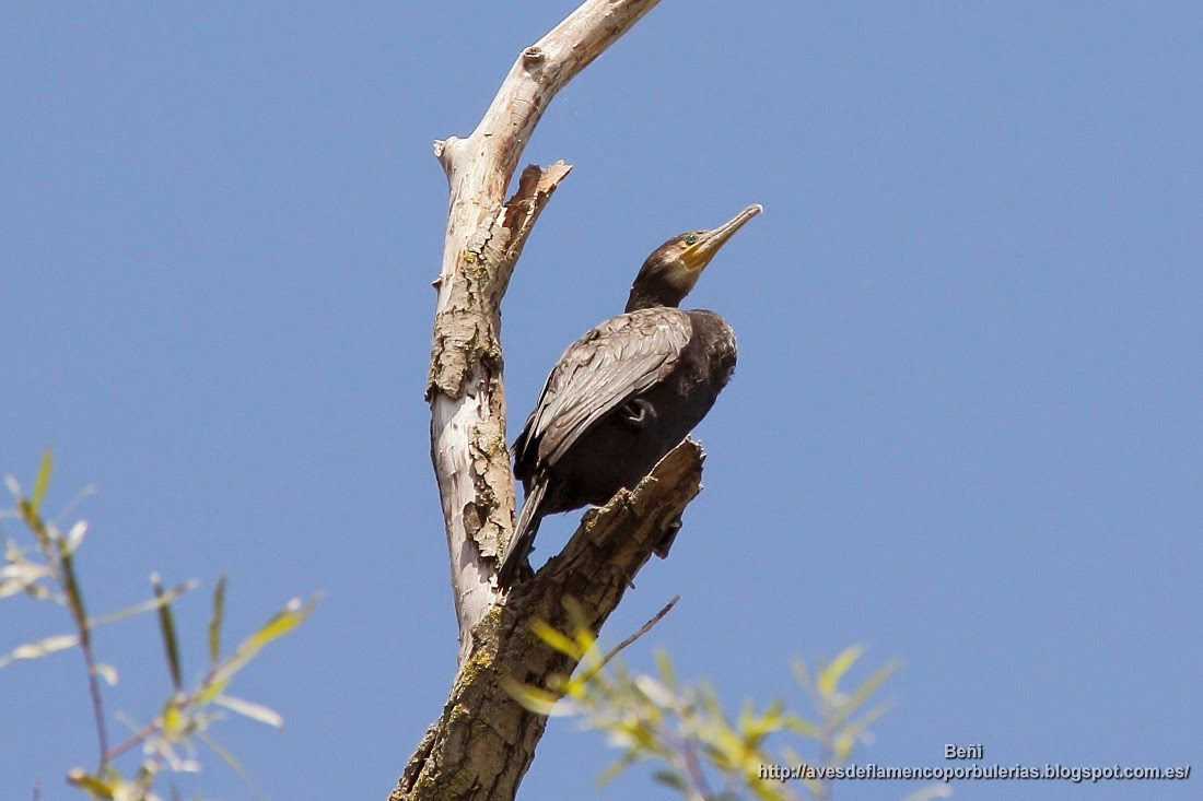 Cormorán grande, great cormorant, Phalacrocorax carbo