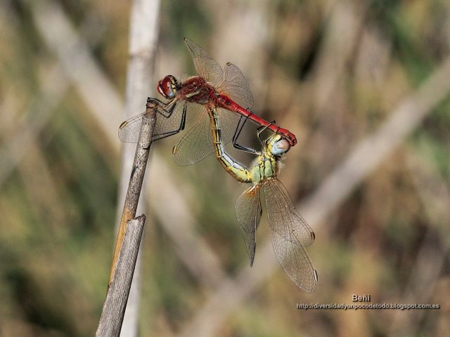 fondo de pantalla de libelula en posicion tanden