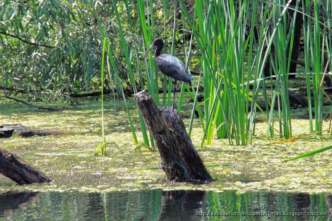 Morito común, glossy ibis, Plegadis falcinellus