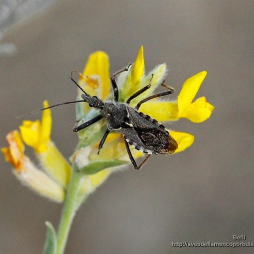 Rhynocoris erythropus (chinche asesina)