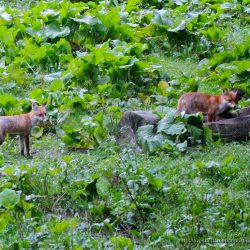 zorro rojo o comun (red fox, Vulpes vulpes) en los carpatos