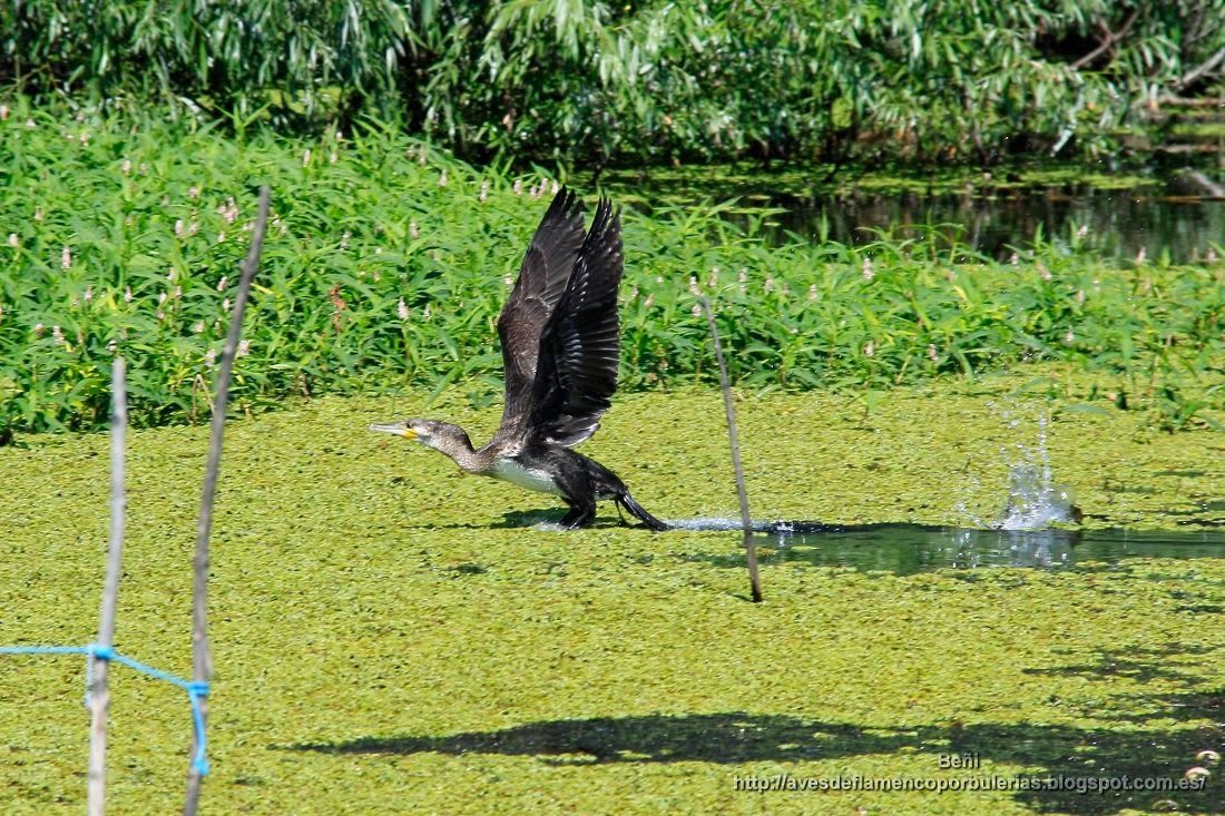 Cormorán grande, great cormorant, Phalacrocorax carbo