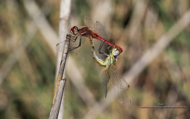 wallpaper de libelula en posicion tanden