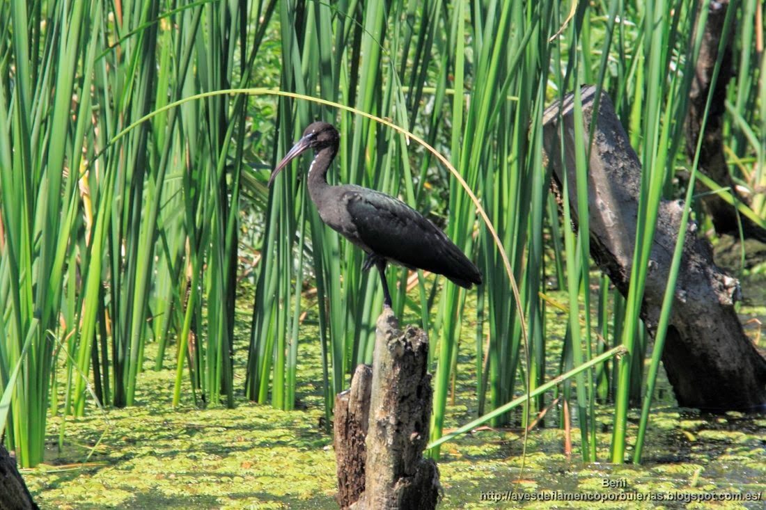 Morito común, glossy ibis, Plegadis falcinellus