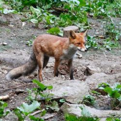 zorro rojo o comun (red fox, Vulpes vulpes) en los carpatos