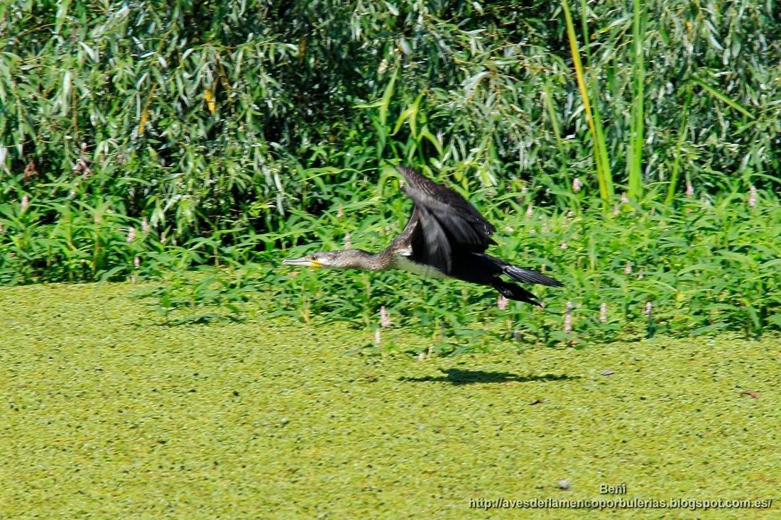 Cormorán grande, great cormorant, Phalacrocorax carbo