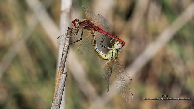 fondo de pantalla de libelula en posicion tanden