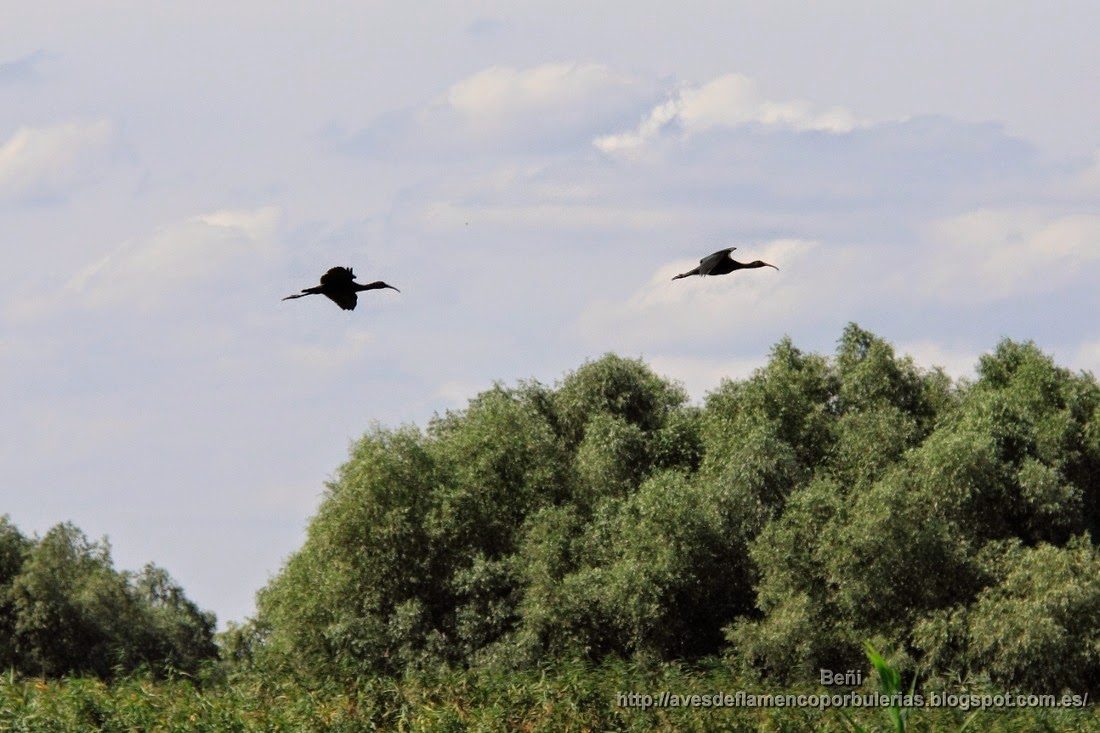 Morito común, glossy ibis, Plegadis falcinellus