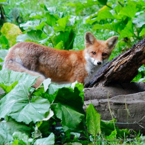 zorro rojo o comun (red fox, Vulpes vulpes) en los carpatos