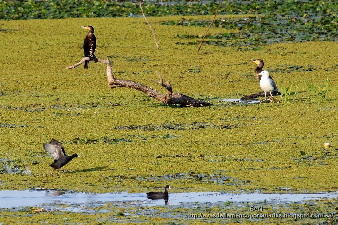 Cormorán grande, great cormorant, Phalacrocorax carbo