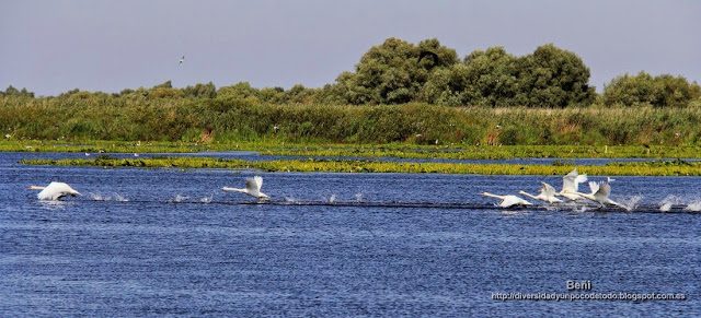 cisne blanco en el delta del danubio