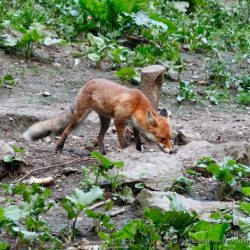 zorro rojo o comun (red fox, Vulpes vulpes) en los carpatos