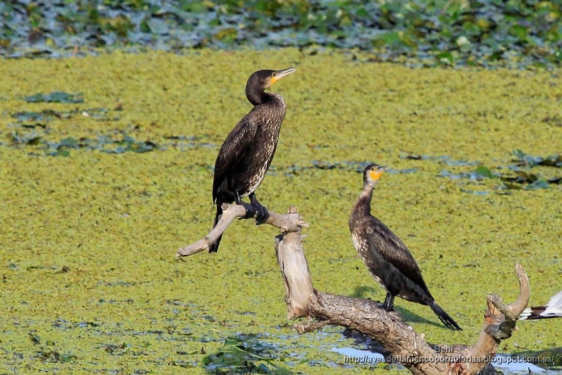 Cormorán grande, great cormorant, Phalacrocorax carbo