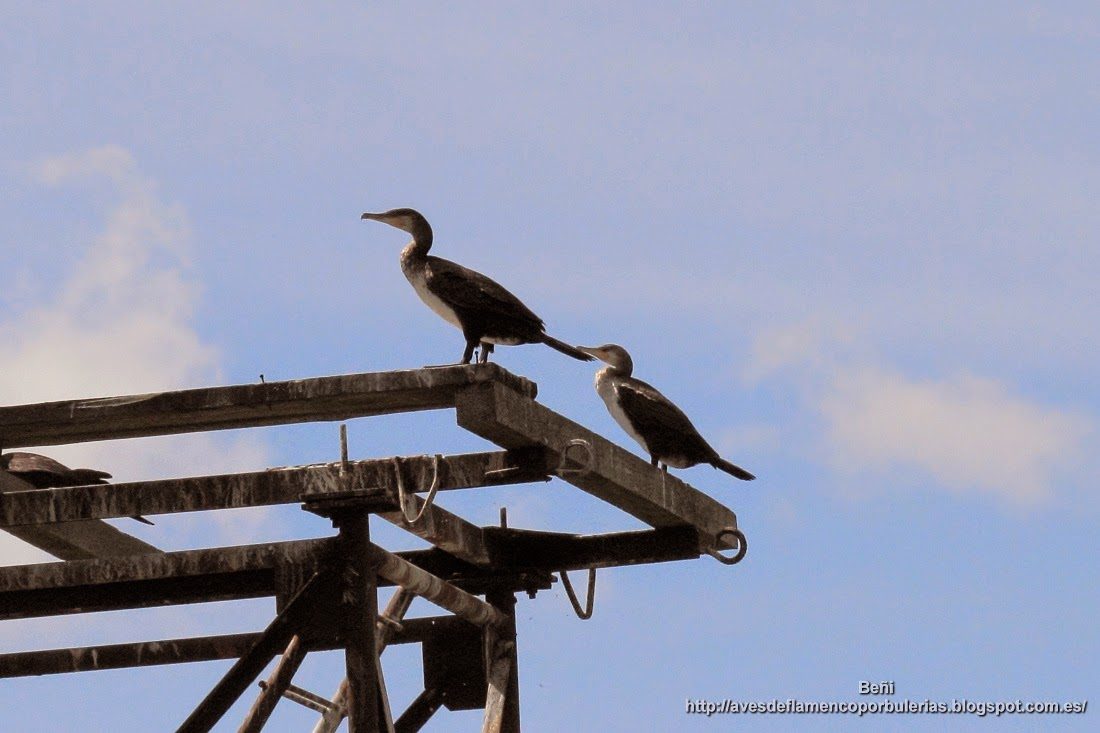 Cormorán grande, great cormorant, Phalacrocorax carbo