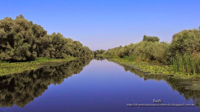 vegetacion flotante en las orillas de un canal del delta del danubio