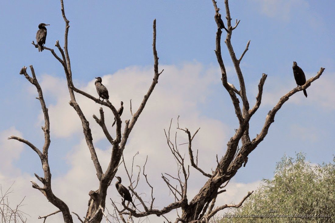 Cormorán grande, great cormorant, Phalacrocorax carbo